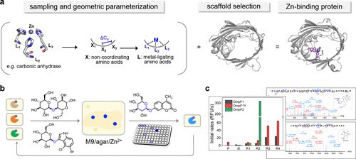 YOLO4CHEM's tweet photo. A Specific Guide for Metalloenzyme Designers: Introduction and Evolution of Metal-Coordination Spheres Embedded in Protein Environments https://t.co/MgKFiPbKwc https://t.co/93IuNBf3wN