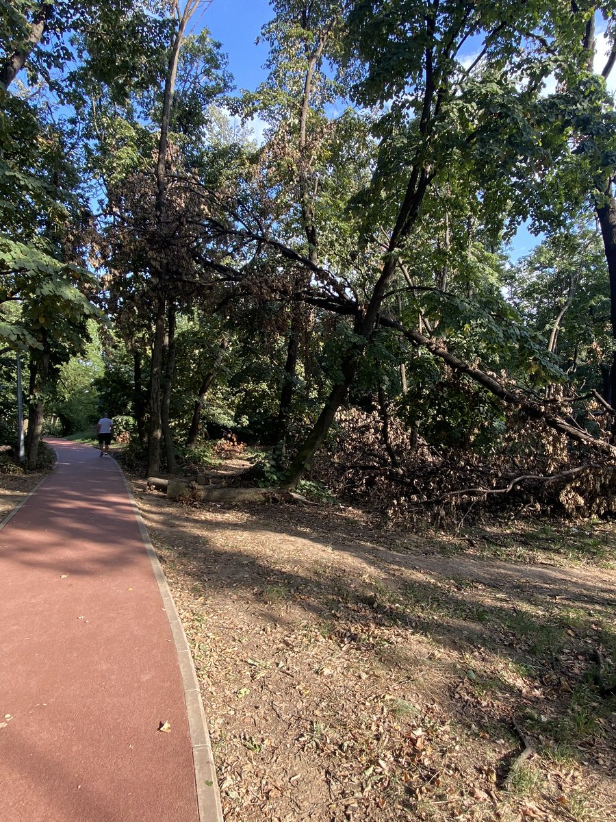 Jeremija_'s tweet photo. @prijavi_problem trim staza na Košutnjaku kod rukometnog terena. Ako drvo padne, ubiće nekog https://t.co/TfRxlIhYOE