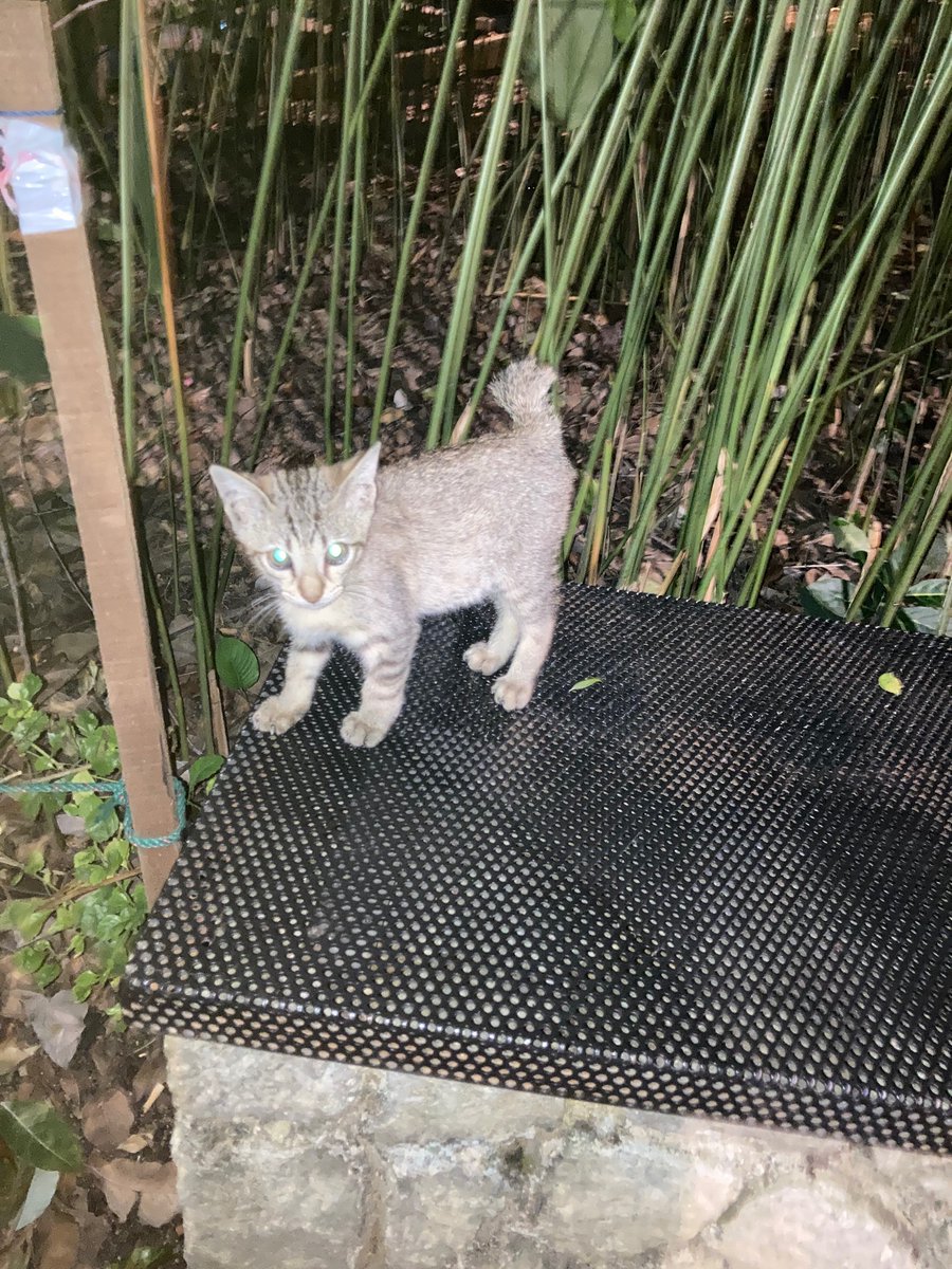 Help! Adoption need for this cutie kitten. She was alone without her mom. Pls pm me whoever interested, i bagi exact location. Location : cyberjaya. Rt plss @twt_kucingmanja <a href="/kucingjalananMY/">Kucing Jalanan MY 🐈</a> <a href="/frdsh_/">F</a>  😭😭