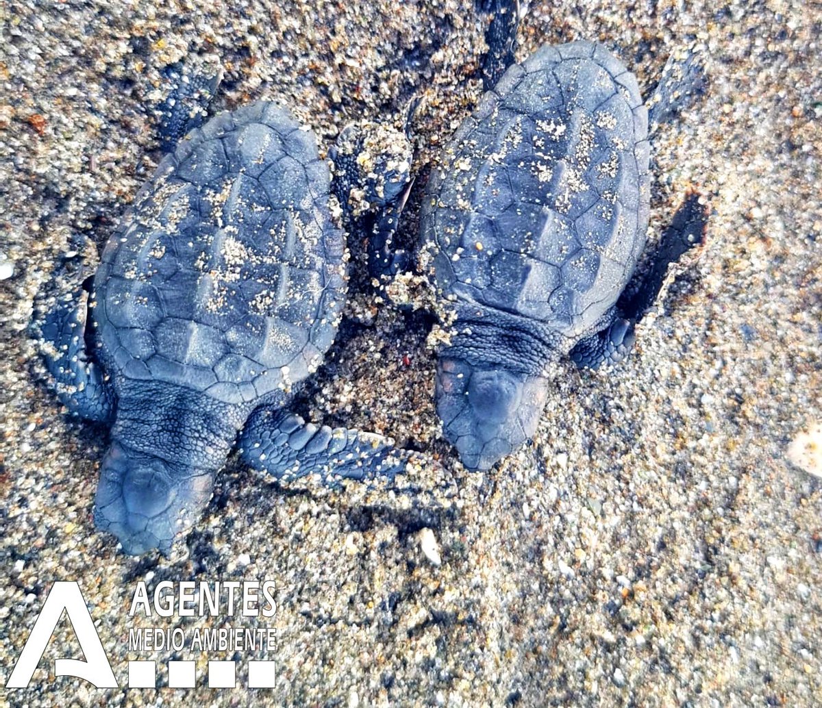 AAMM_And's tweet photo. Ayer eclosionaron 20 #tortugas bobas + una que murió.
Las 50 ya están atendidas en el Centro de Gestión del Medio Marino Andaluz de Algeciras 🎥hasta que se proceda a la suelta con el peso y dimensiones adecuados.
Esta noche se exumará el nido si no salen los 9 huevos que quedan. https://t.co/JHJSjcrHgl