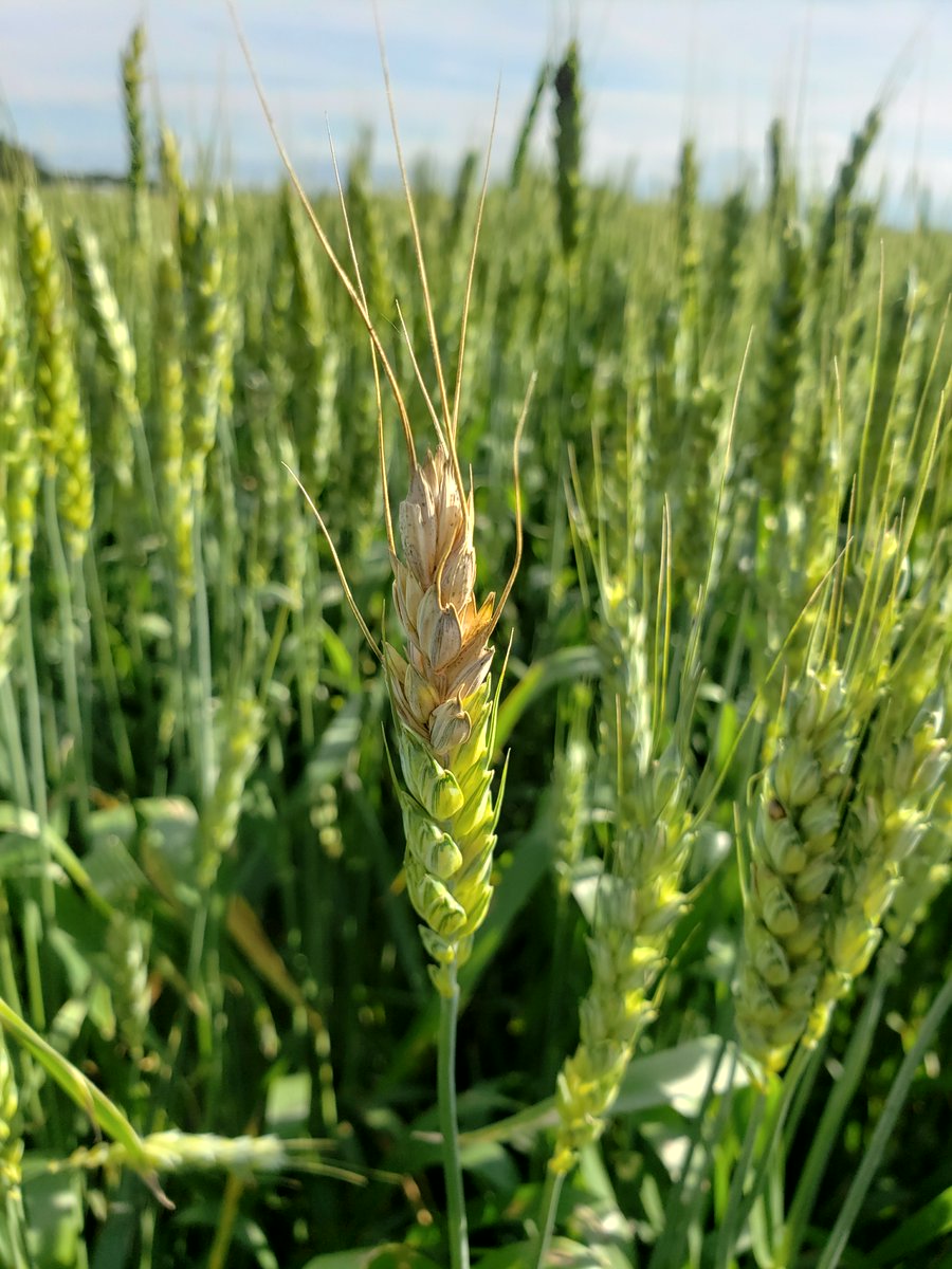 ISDPPodcast's tweet image. Season 2 Episode 26 out today:
sites.libsyn.com/416264/s2e26-k…
I interviewed @UDPlantPath  and @MartinChilvers1 on their works with fusarium species and fusarium head scab.
#Wheat #fusarium #ISDP #Crops @MSUExtension @UDExtension