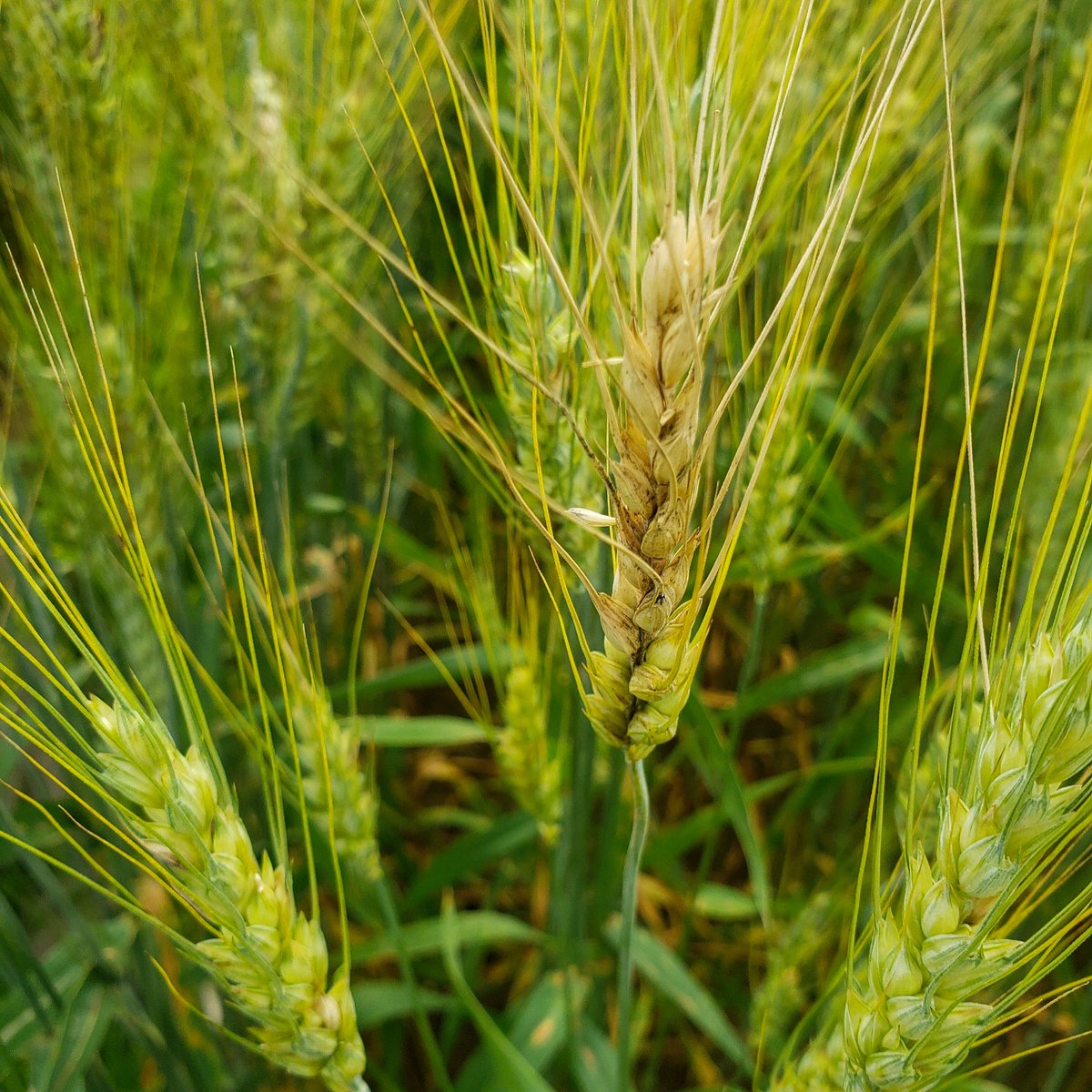 ISDPPodcast's tweet image. Season 2 Episode 26 out today:
sites.libsyn.com/416264/s2e26-k…
I interviewed @UDPlantPath  and @MartinChilvers1 on their works with fusarium species and fusarium head scab.
#Wheat #fusarium #ISDP #Crops @MSUExtension @UDExtension