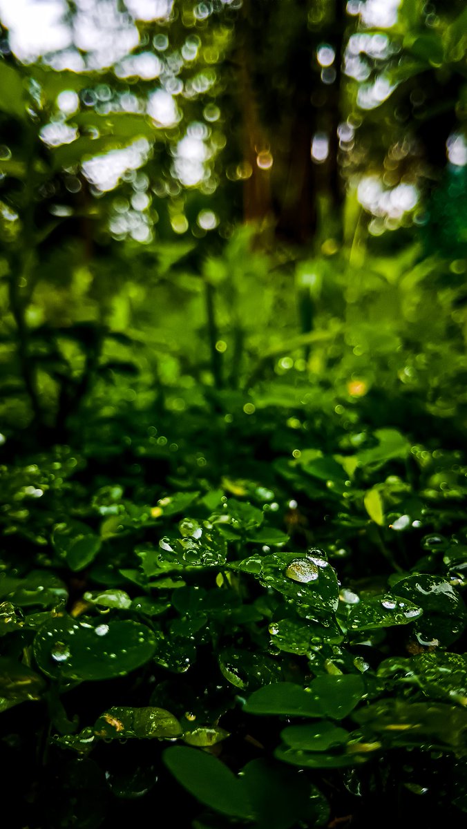 SujayYajus's tweet photo. Droplets 💦
#photogenic #photography #drop #droplets #waterdrops #rainyday #raindrops #green #naturephotography #nature #naturebeauty https://t.co/JmFxb7Dm3g