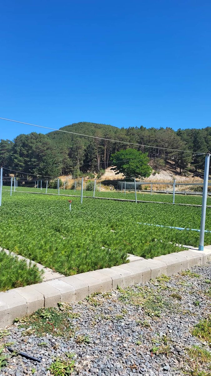 🔴 Orman İşletme Müdürlüğü Fidan Yetiştirme Tesisleri, Yukarıçulhalı köyü, Akdağmadeni
📸 Cihan Danış