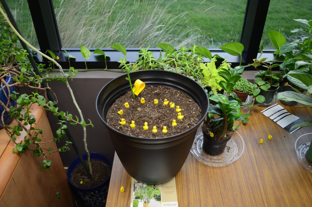 autostarpos's tweet photo. 🎉 When Code Meets Comedy🎉When coming into the office you'll never know what pranks Auto-Star's creative minds have cooked up, like 202 rubber ducks hidden in throughout the building...🤣 #AutoStarPranks 🎈#CodeAndComedy 🖥️🎭 https://t.co/rUvwtCW062