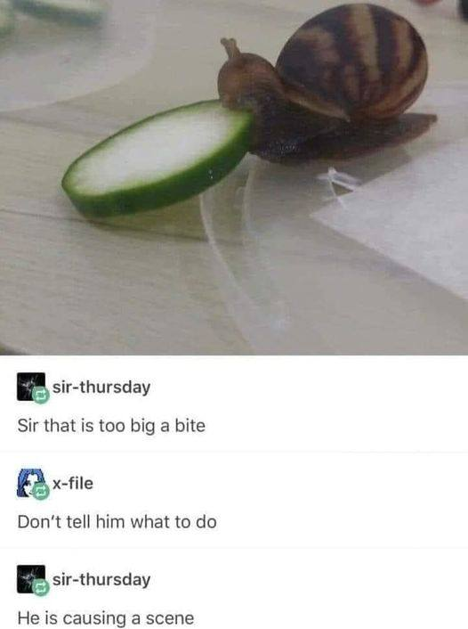 WholesomeMemes (@wholesomememe) on Twitter photo 