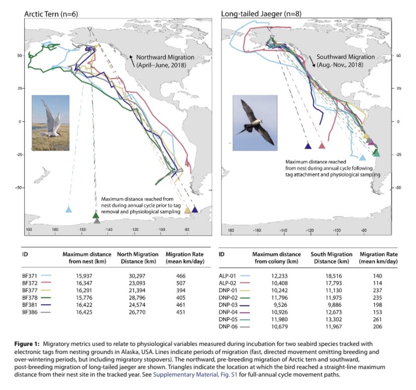Joanna Wong (@jo_wng) on Twitter photo Our recent paper, led by <a href="/BioMelFowler/">Melinda Fowler</a>, compares the oxidative physiology and aerobic capacity of two long-distance migrants from Alaska 🇺🇸, Arctic terns and long-tailed jaegers 🌎 <a href="/needmarine/">Autumn-Lynn Harrison</a>
Read the full article here! doi.org/10.1093/conphy… Our recent paper, led by <a href="/BioMelFowler/">Melinda Fowler</a>, compares the oxidative physiology and aerobic capacity of two long-distance migrants from Alaska 🇺🇸, Arctic terns and long-tailed jaegers 🌎 <a href="/needmarine/">Autumn-Lynn Harrison</a>
Read the full article here! doi.org/10.1093/conphy…