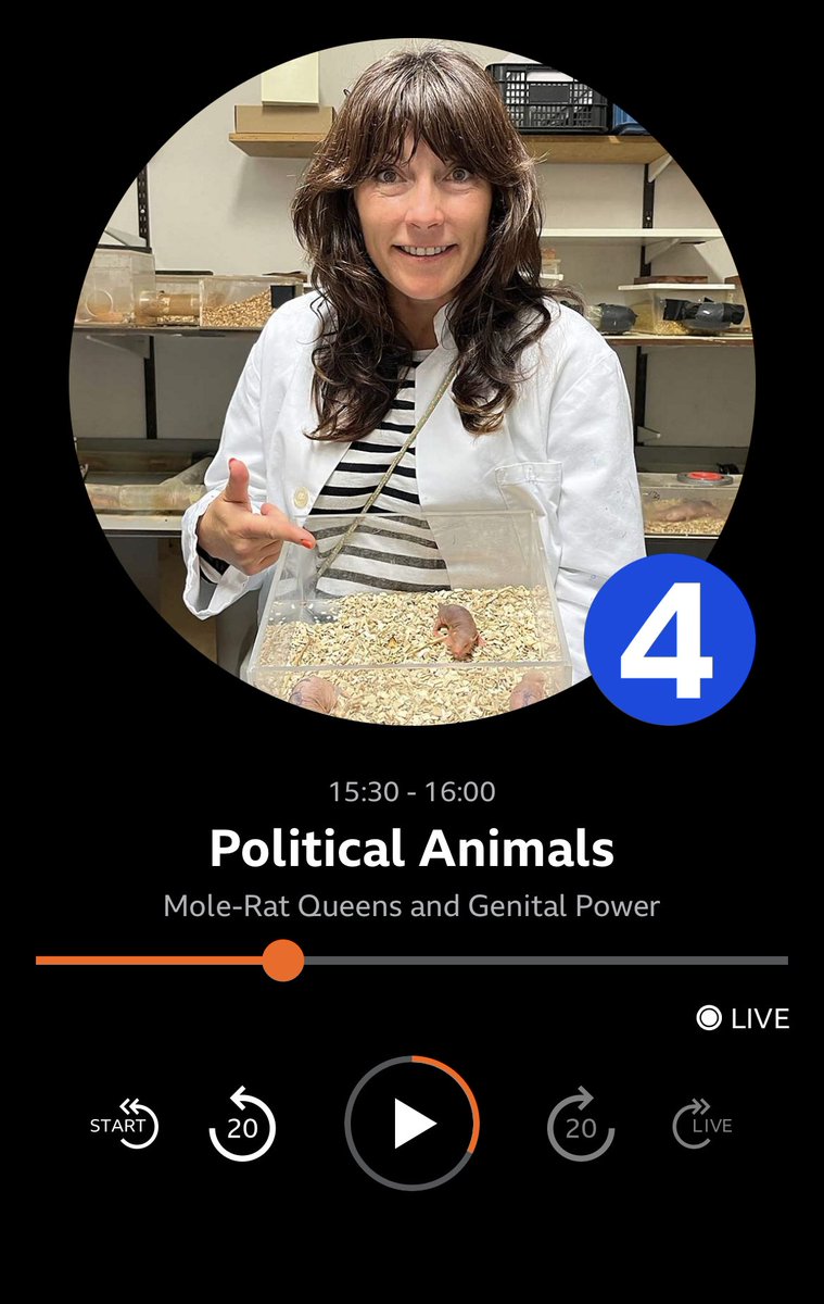 Listening to @mslucycooke new series on @bbcradio4 and totally snorted when naked mole rats were described as ‘Sabre-toothed sausages’ I salute you @moleratsarego - you have massively made my day! Excellent stuff Lucy 🤓