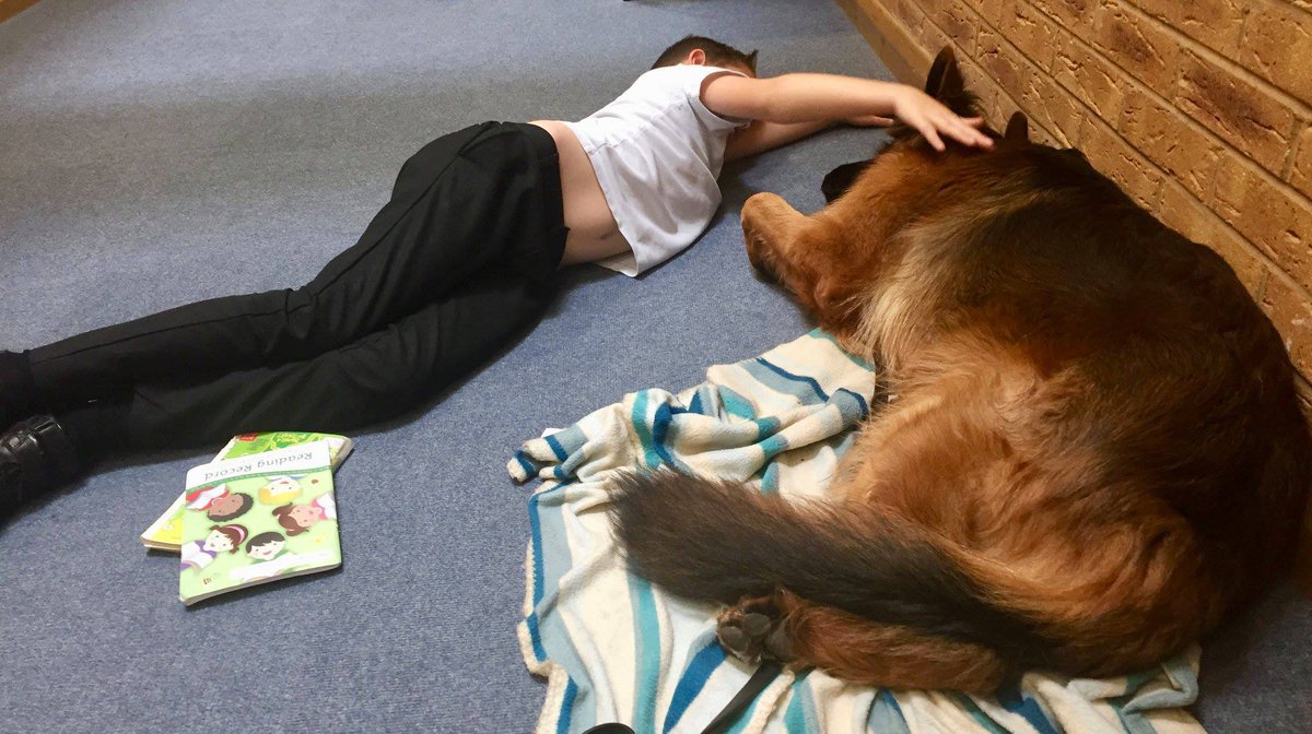 RayBates57's tweet photo. With the summer break nearing its end, we look forward to getting back to what we do best with our #Readingdogs once the formalities are complete we’ll be attending @SunnyBankTweet with Bowyer while Valli attends to St George’s Primary school  #Therapydog #Germanshepherd 📔📔 https://t.co/MHHNFeD1zl