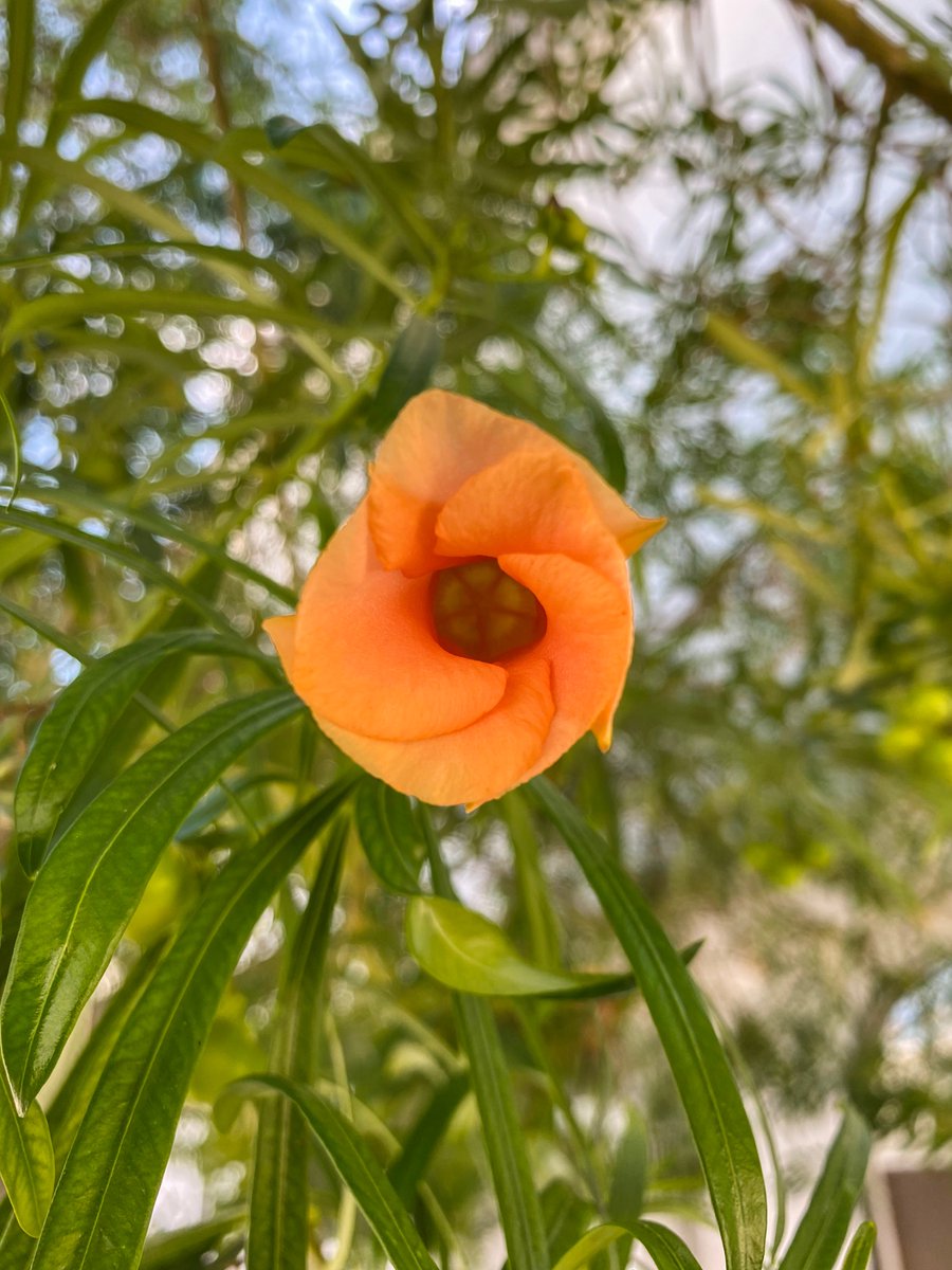 thedividingline's tweet photo. #Hidden.
#SanFelipe #BajaCalifornia #México #TravelPhotography #NaturePhotography #Garden #Star #HiddenStar #Beauty #Detail #Perfect. https://t.co/xfHpCrBjPX