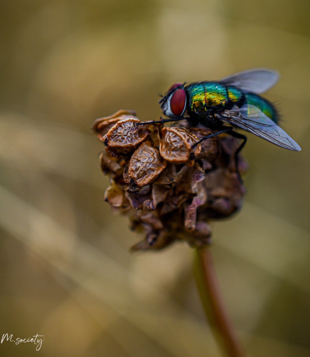 😊 Une bien belle petite mouche 😊

#photography
#photo
#photographer
#photographe
#photochallenge
#macrophoto
#macrophotos
#macrophotographer
#macrophotographylovers
#photomacro
#macroinsect
#flyphoto 
#mouchegallery 
#macromood 
#macronature 
#macro_kings 
#macro_perfection