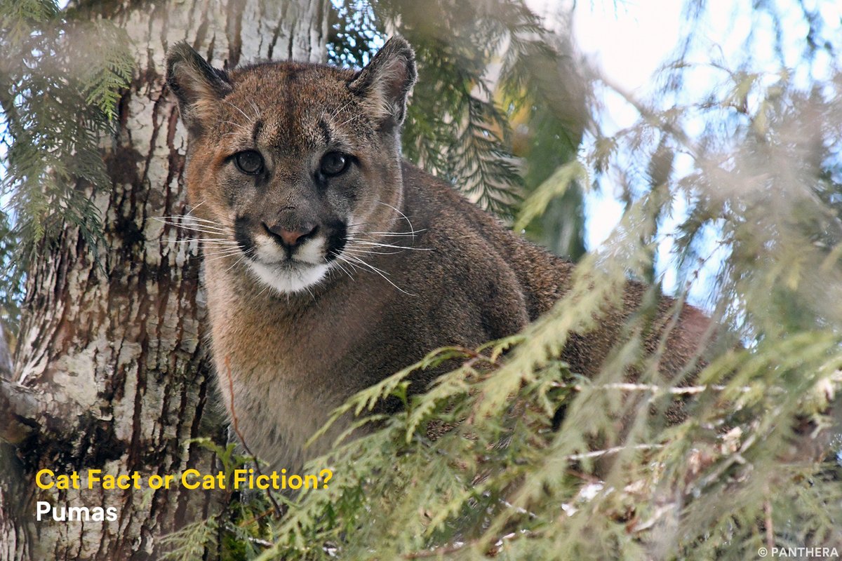 Panthera tweet media