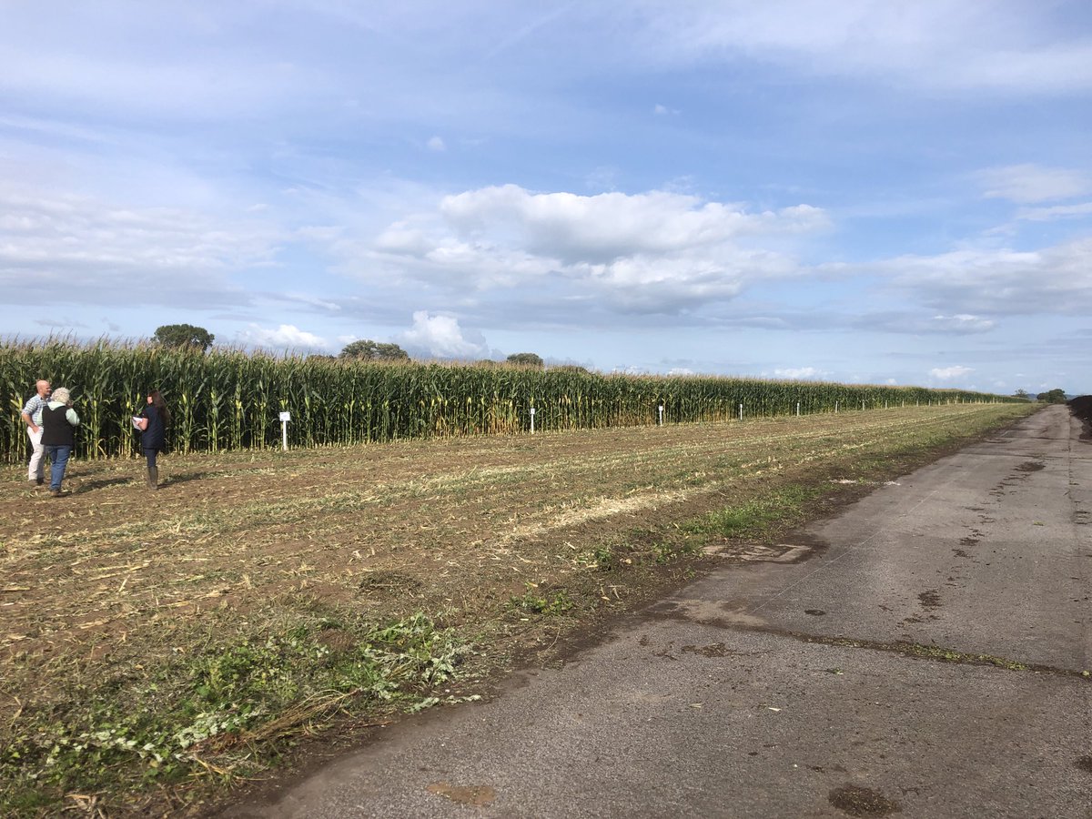 The Agrii Maximising the Production of Maize in the South West Event tomorrow on the old Westonzoyland Airfield near Bridgwater . 24 varieties grown side by side in 12m strips. Join us if you can. ⁦@AgriiUK⁩ ⁦@RHIZADigital⁩