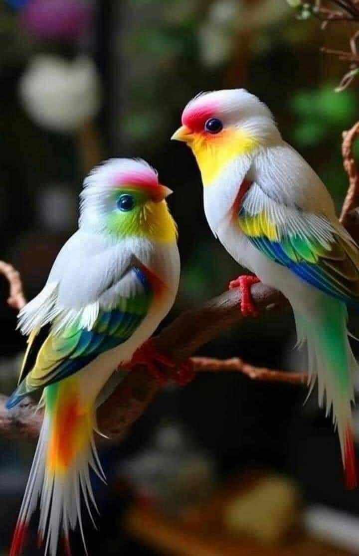 🤍💗💛💚💙🖤
#Nature #BeautifulBirds