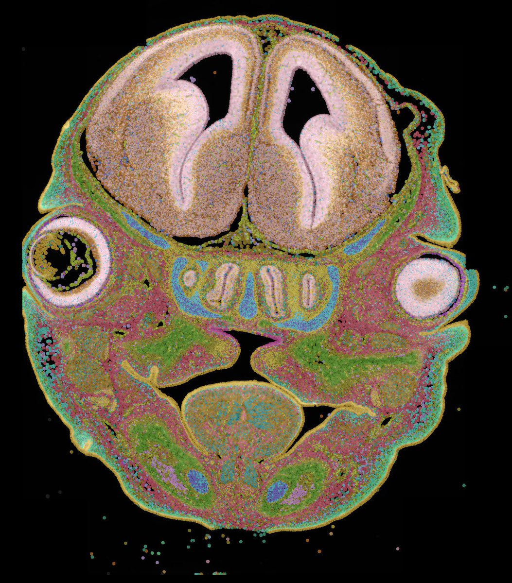 To our #cleftpalate genetic model: 
Welcome to #Space! 
<a href="/10xGenomics/">10x Genomics</a> @blakewarner0 #spatialtranscriptomics #SingleCell #NextGen #Xenium