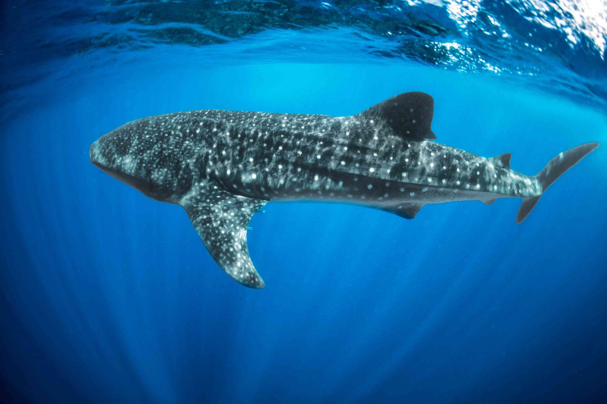 School Of Sharks tweet media