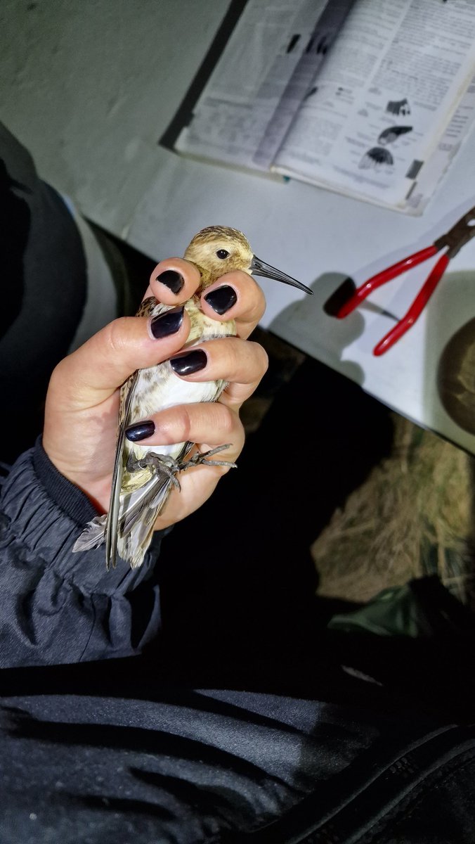 Had a great first session out wader ringing with <a href="/SwaleWaders/">Swale Wader Group</a> last night 🪶

Looking forward to learning more about this amazing group of birds! 🐦 

📷: Dunlin
Ringed under licence &amp; inline with hpai precautions
