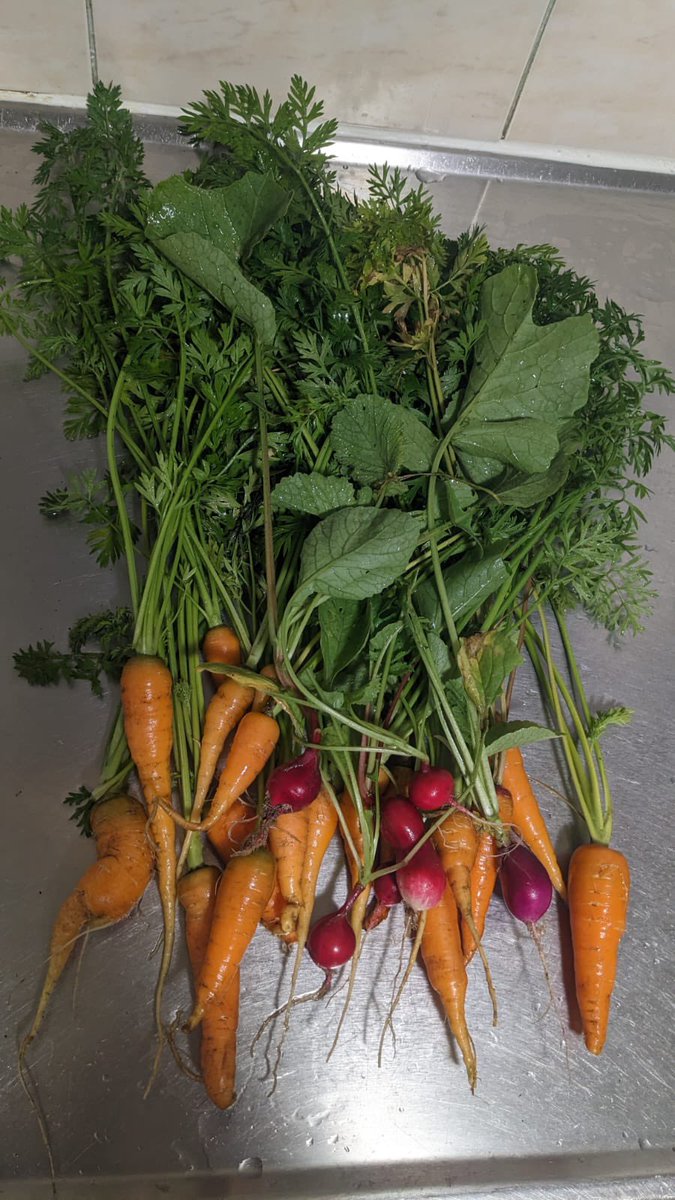 St Raphael Ward 🍋 tweet media