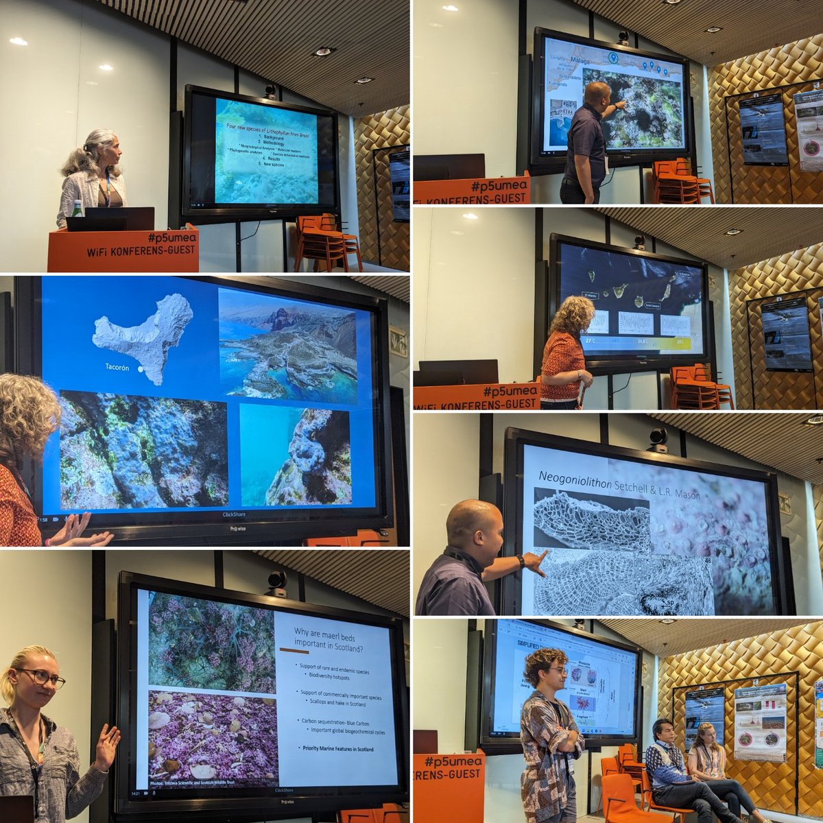 Day 2 of #ICAM2023: packed with great presentations on the taxonomy and speciation of coralline algae! TLDR: wherever you go in the world, there are many more coralline species than we thought! 💙🩷 @Umea_Uni_Marine @umeauniversity @umeauniversitet