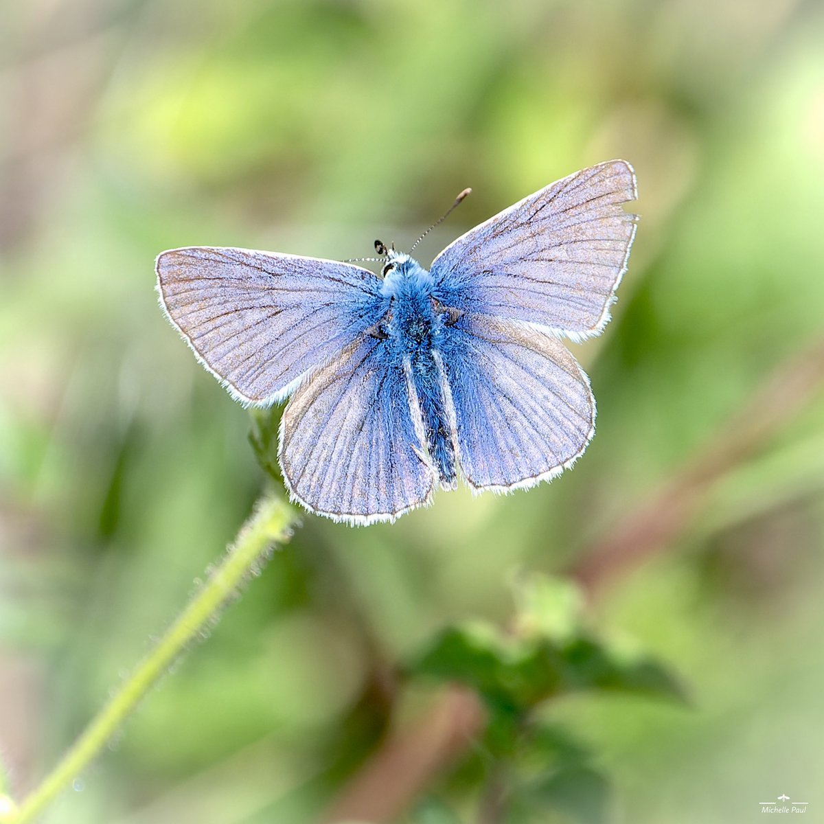 This pretty Common Blue butterfly was gleaming in the sunshine ☀️🦋

#TwitterNatureCommunity #TwitterNaturePhotography #nikonphotography #nature #Butterflies #insects #Polyommatus #Lepidoptera #Lycaenidae #blue #simplicity