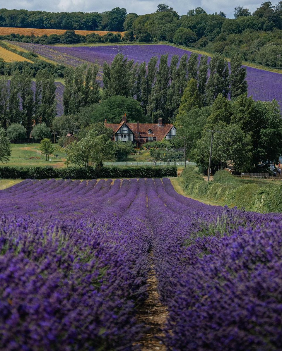The scent of late Summer carried like a melody on the breeze. Castle Farm Lavender Fields