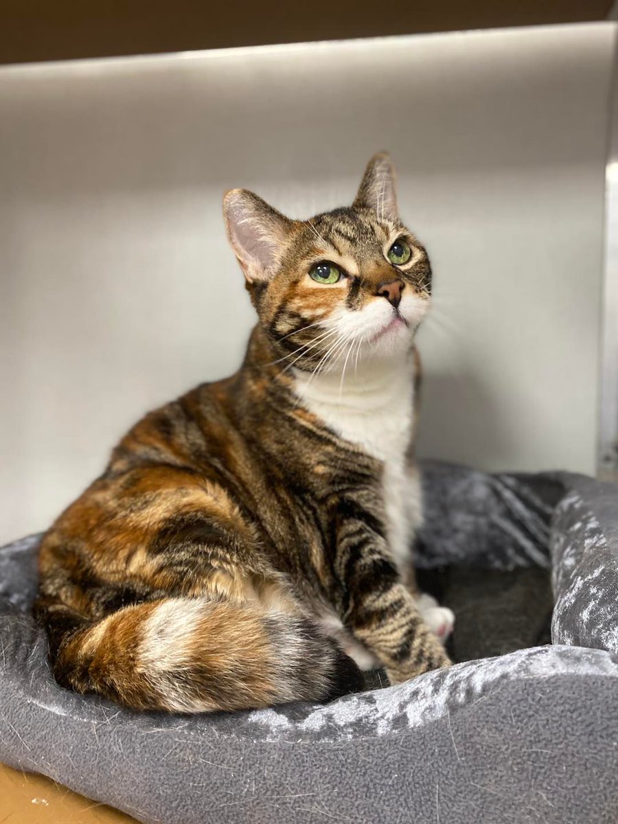 Pennsylvania SPCA tweet media