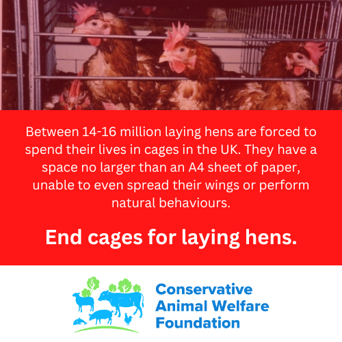 Between 14-16 million laying hens are forced to spend their lives in cages in the UK. We are campaigning for @DefraGovUK to launch a Call for Evidence on ending the use of cages for laying hens as soon as possible.