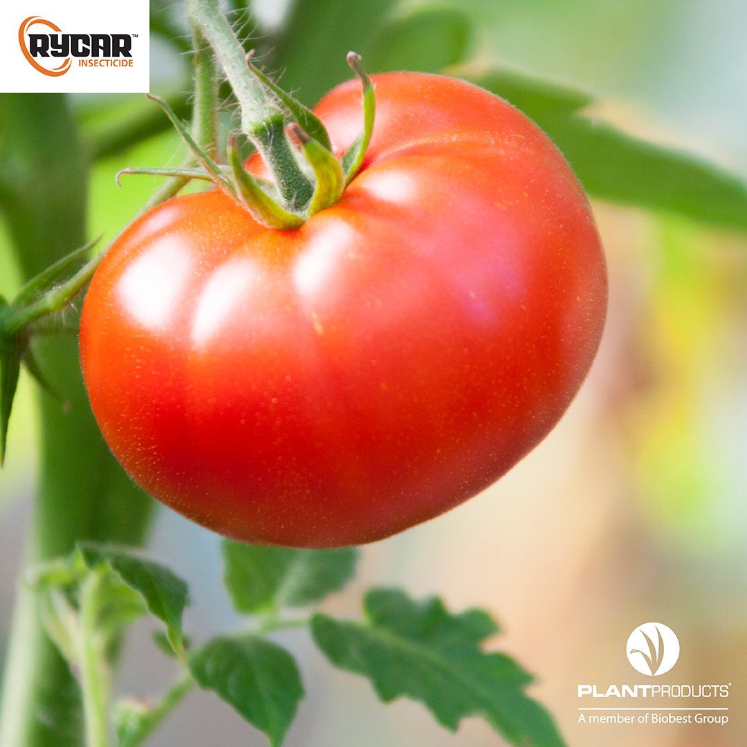 Rycar™, a new, unique mode-of-action insecticide, has been granted registration for control of aphids &amp; whiteflies in greenhouse cucumbers, eggplant, lettuce, peppers, tomatoes &amp; ornamental plants ➡️ bit.ly/3P1fVxJ
Always read and follow label directions <a href="/NichinoAmerica/">Nichino America</a>