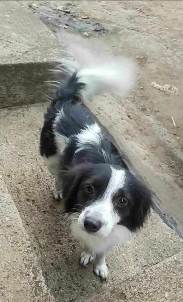 RT👏
SE BUSCA! SANTA ANA
Manchas se extravio en Colonia Buena Vista 2 chalchuapa, Santa Ana, hace 11 días, su familia lo ha buscado en toda la zona.
Cualquier aviso, llamar al 71438321 ó mandar mensaje .