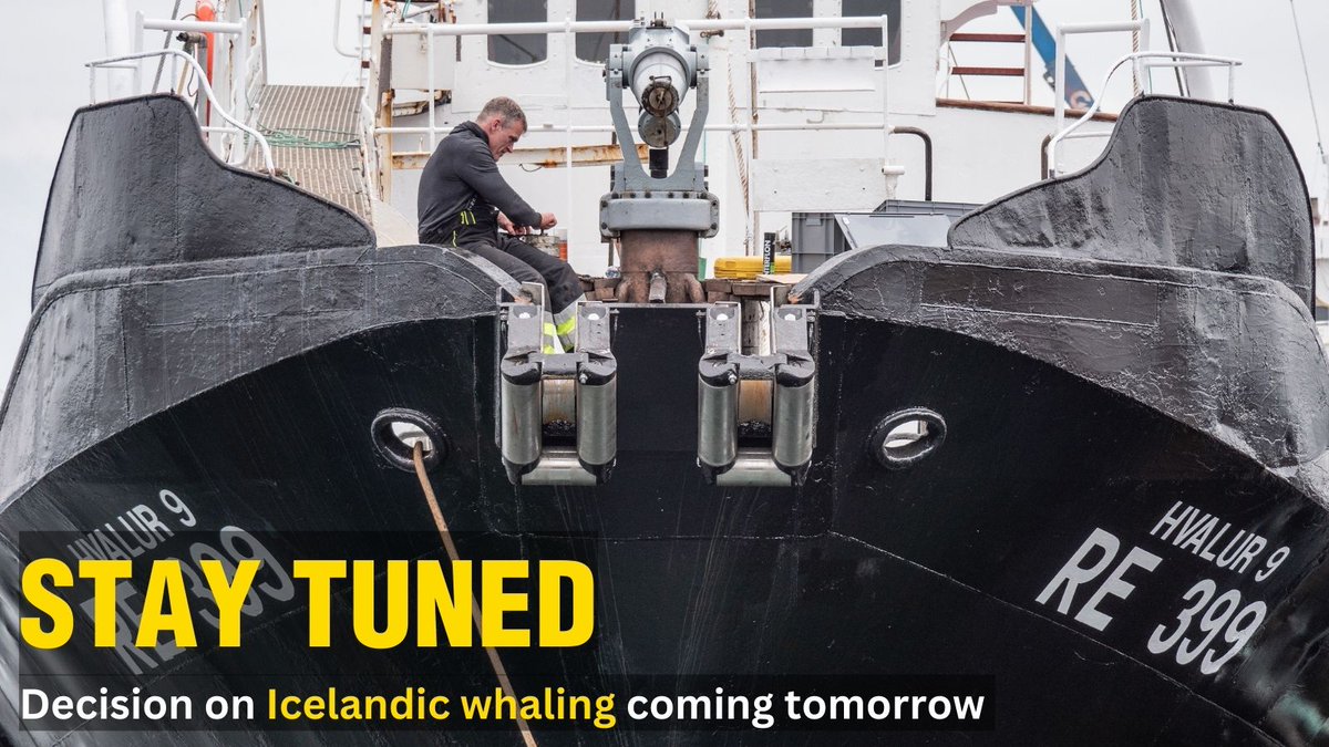 #STAYTUNED | Tomorrow is the #bigdecision on how the government of #Iceland will proceed with #whaling.🙏 #Loftsson has already been out to sea today with his whaling ship to look for fin #whales.😠 We remain hopeful that the Icelandic fisheries minister @svasva will decide to