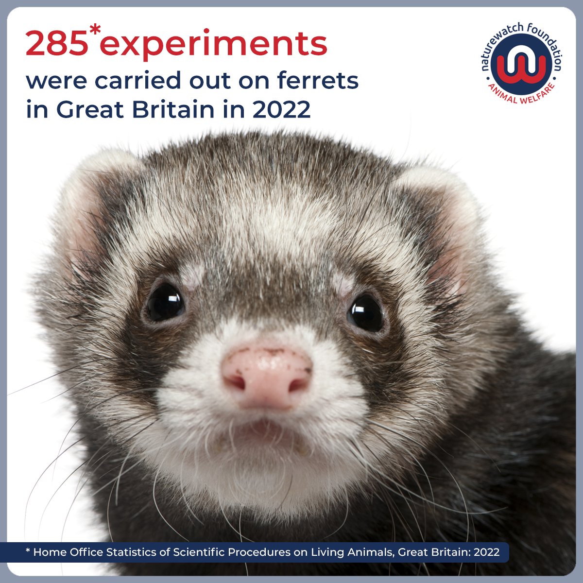 Naturewatch_org's tweet photo. #Ferrets are intelligent & inquisitive - #didyouknow that they are used in animal testing?
285 procedures were conducted on them in 2022 in GB - a fraction of the 2.76 million total.
π If YOU want to #CallTimeOnAnimalExperiments, email the govt today:
https://t.co/bJeGGzYxdP https://t.co/RQ1IKhRZM4