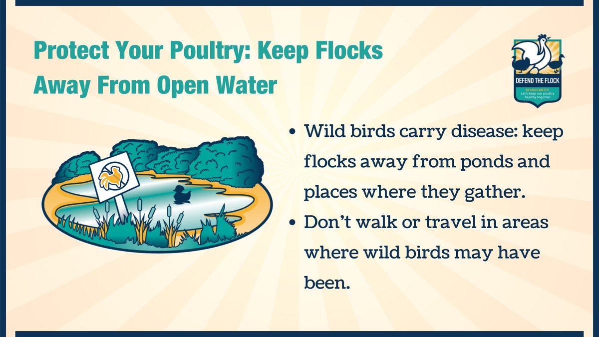 Defend_theFlock's tweet photo. Wild birds can transmit diseases and parasites that can affect domestic poultry. Immediately clean all feed spillages, and do not locate your coop or pen near an open pond that can attract migratory waterfowl. More tips at: https://t.co/7m0j0P6gNd 

#DefendtheFlock https://t.co/EYvgt3BCqe