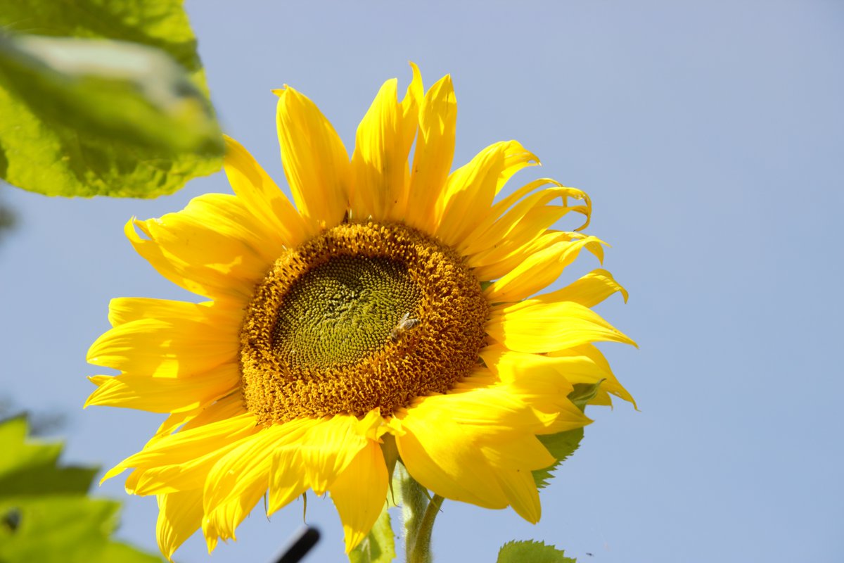 Bee on Sunflower and closeup below.
#bees #NaturePhotography #Sunflowers #closeup #Macro #amaturephotography #photooftheday #photography