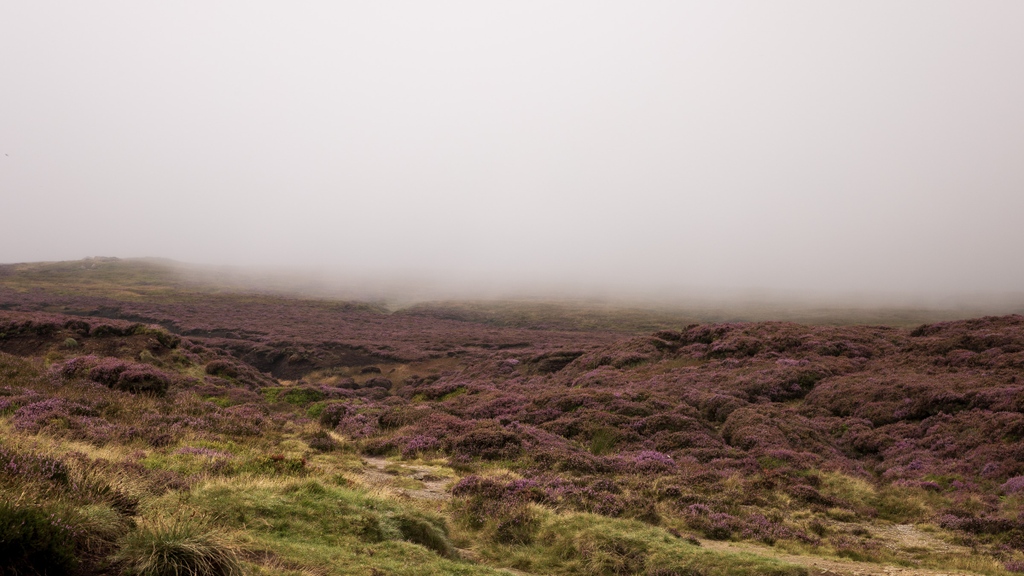 At one stage, the heather bloom was at risk of disappearing in front of my eyes.

#peakdistrict #landscape #landscapephotography #thepeakdistrict #peakdistrictnationalpark #peakdistrictphotography #visitpeakdistrict #countrylife #countryliving #myil #myimagelibrary