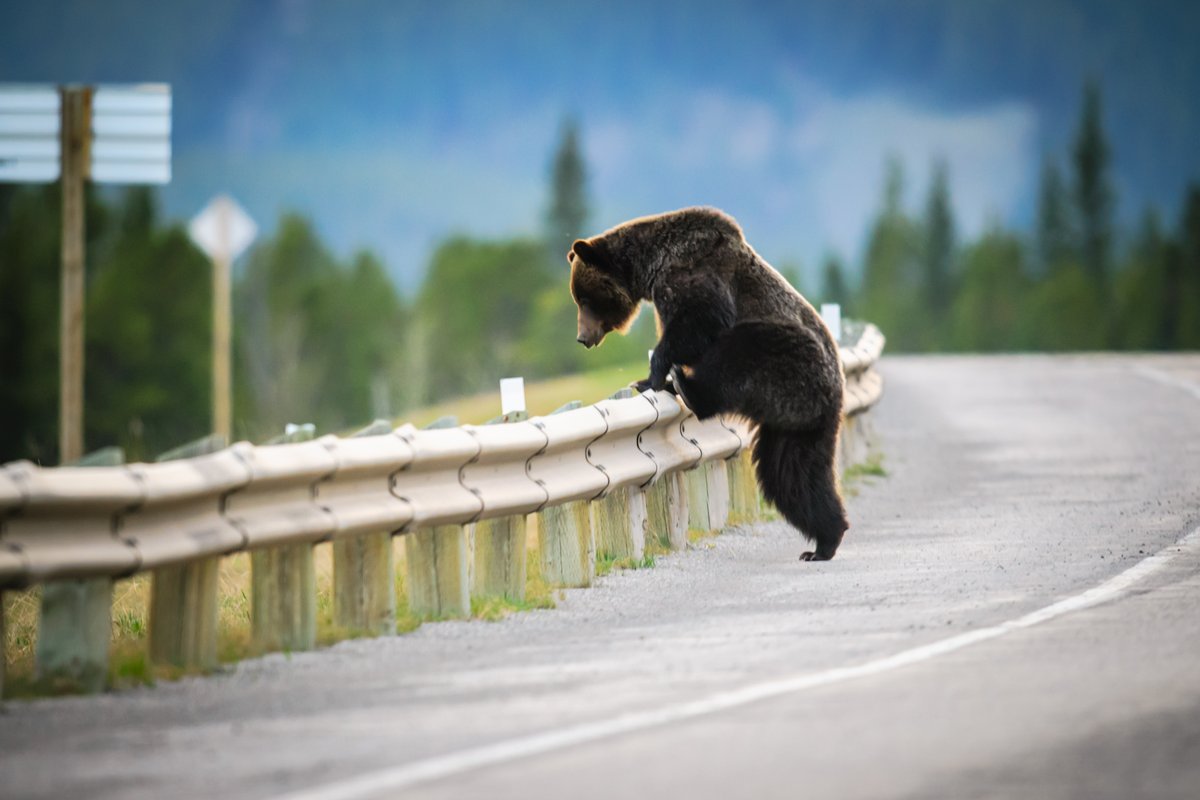ParcsCanada's tweet photo. Réduire l’impact des routes sur la faune nous tient à coeur à #ParcsCanada!💚 Nous avons recours à plusieurs solutions afin de rendre les routes plus sûres pour les espèces sauvages et nos visiteurs. Découvrez-les! ➡ https://t.co/Y3VgDOXq9z

#ParcsCanadaConservation https://t.co/8WFY1h5gjv