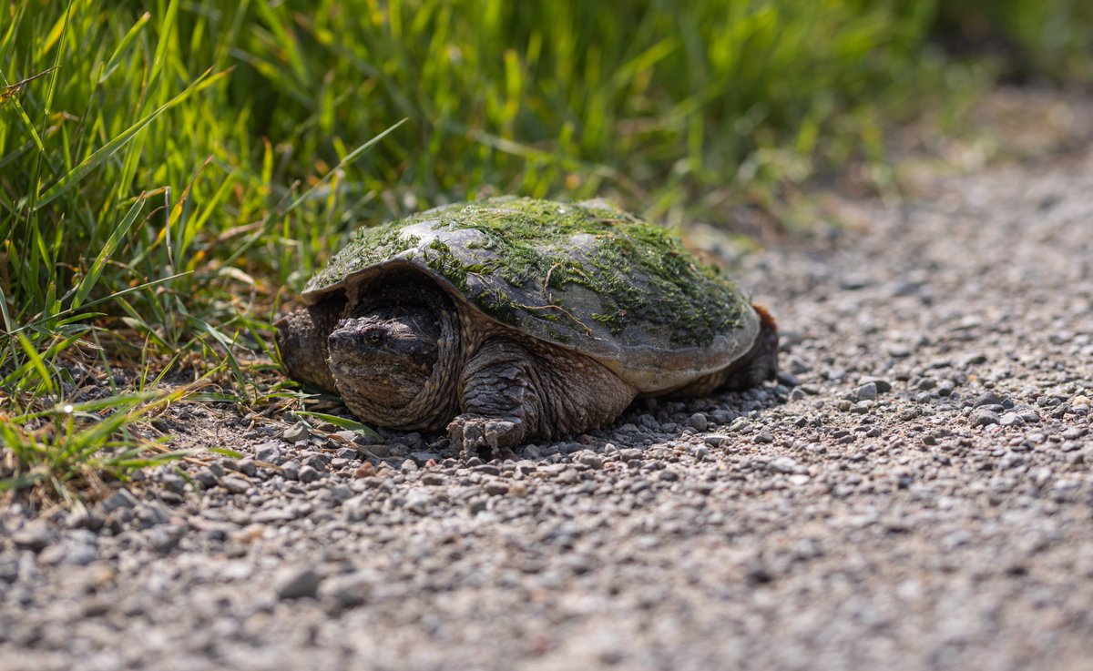 Reducing the impact of roads on wildlife is important to us at #ParksCanada!💚 We use a variety of solutions to make roads safer for wildlife and our visitors. Discover them here! ➡ parks.canada.ca/nature/science…

#ParksCanadaConservation #ReverseTheRed