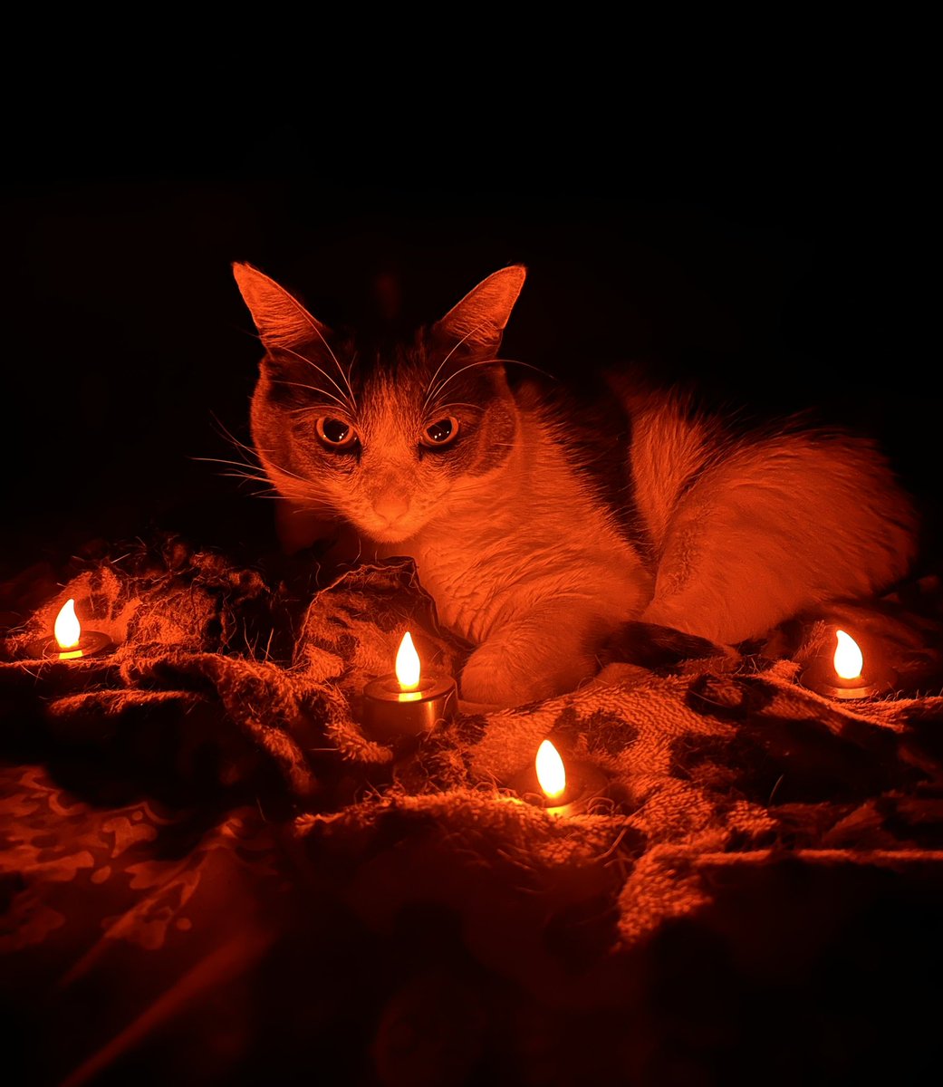 jwilliams6759's tweet photo. Binx was casting spells &amp; shit last night. 😂🤣 #binxvanfleet #mrbinx #binxkiszka #binx #CatsOfTwitter https://t.co/VEMXLnwiFk