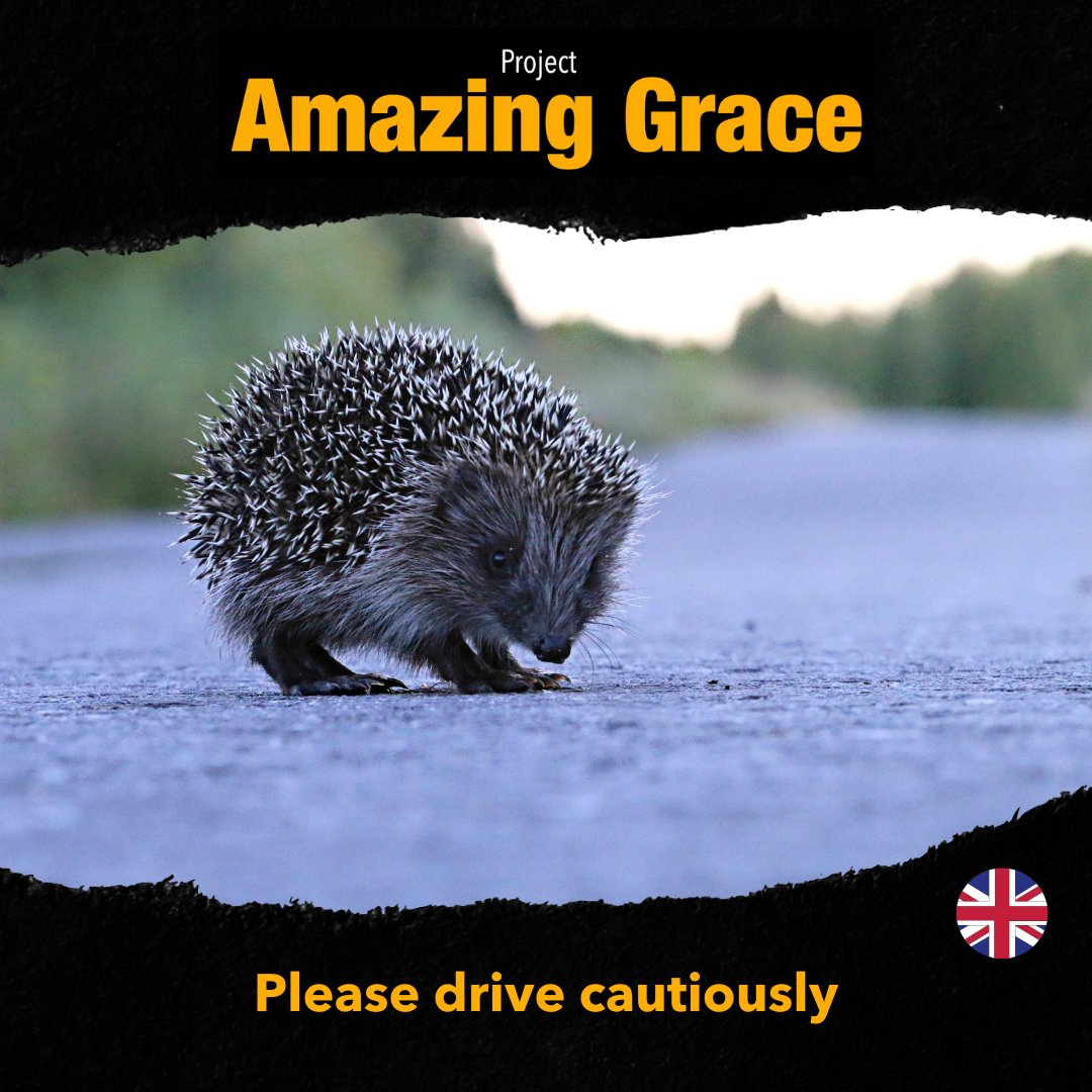 🦔💚 Hedgehog Hazards - Roads & Traffic. Hedgehogs are vulnerable to road traffic accidents because their natural instinct is to curl up and freeze. The best thing we can do to keep hedgehogs safe on our roads is to drive cautiously! #SaveOurHedgehogs gracethehedgehog.co.uk/hazards-grace