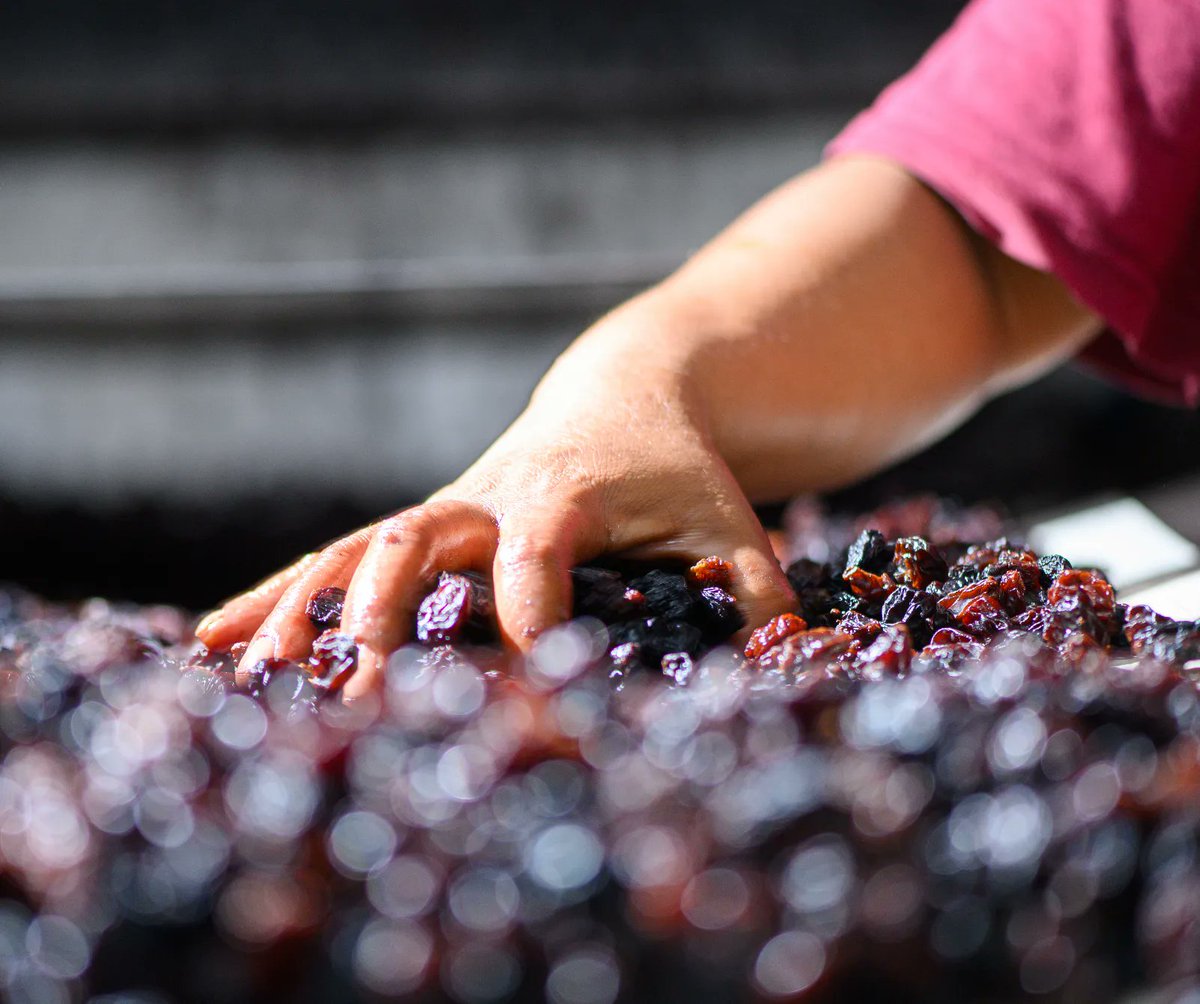 South African Currants are a unique product to South Africa, exclusively produced for the international baking sector. South Africa is the 2nd largest producers of Currants with 4000 - 5000 ton/annum.

#fruitgrowers #driedfruitindustry #bakingsector #southafricancurrents