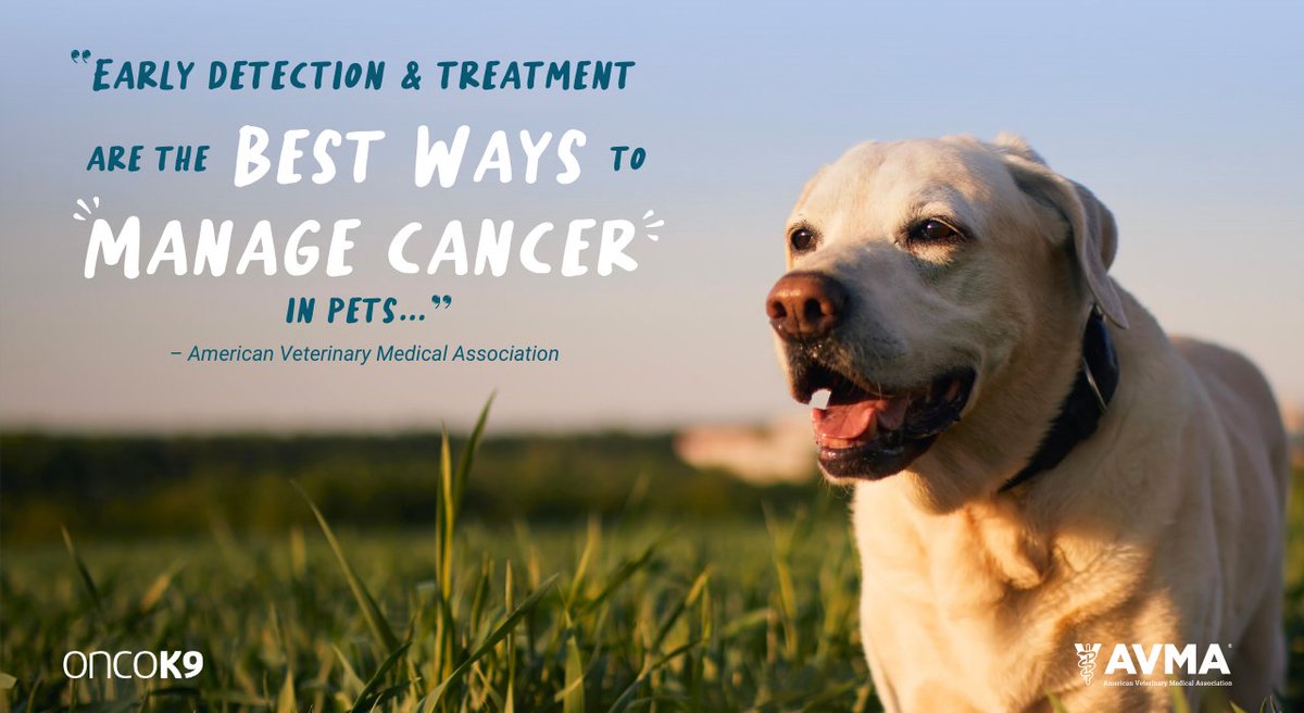 According to the American Veterinary Medical Association, "Early detection and treatment are the best ways to manage cancer in pets..." 

Cancer screening is SO important for your dog because early cancer detection can give you more time and more options.