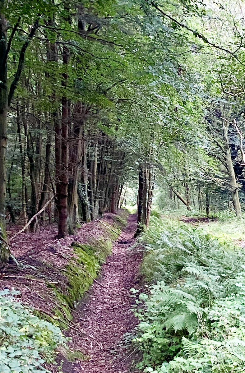 maandans's tweet photo. Anloo, groener dan groen… 
#podwalk #hetverhaalvannederland #Anloo 
Spoor van jagers https://t.co/afMNDnqr8e