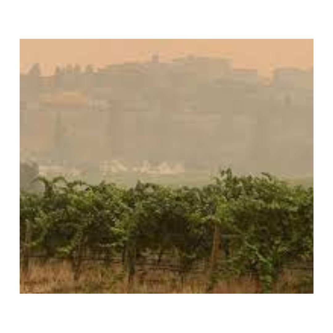 LizPalmer_'s tweet photo. British Columbia’s Wine Industry Hit Hard by Wildfires…..continues at https://t.co/WamToWyw1T

#winewednesday #winelovers #wine #canadianwine #Okanagan #WineGrowersBC #BCWine #BCVQA #HerestoBC #winetourism #winenews https://t.co/nHFAJpRMxX