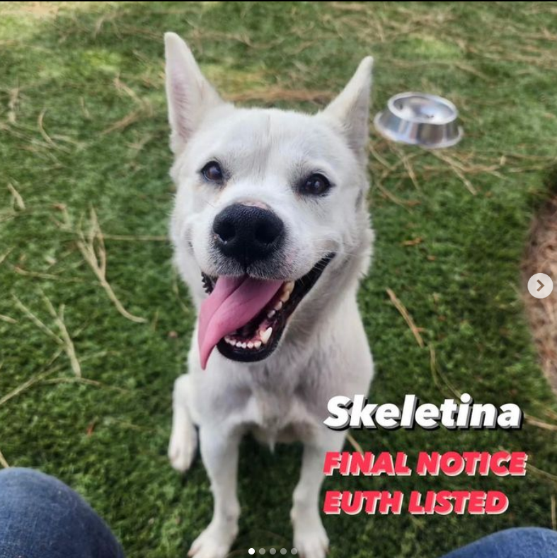 Maple 🐕 🎹 🎸 💙 tweet media