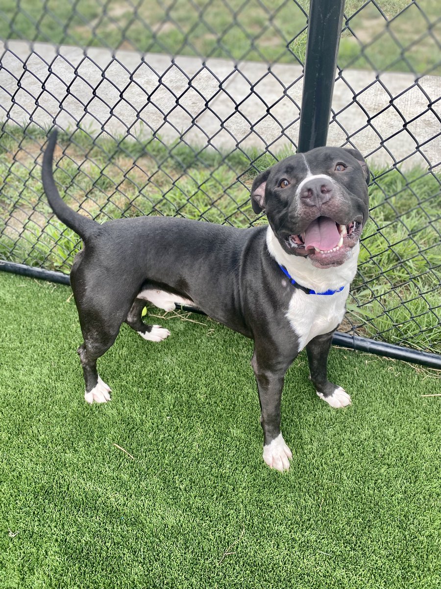 SSHSpets's tweet photo. Check out some of the newer faces here at Matteson! Sauk, Dunkin Donuts, Rio, and Versace would love to meet you today. Just a reminder, Clear The Shelters is going through the end of August, so any pet older than six months has their adoption fees waived! https://t.co/4h5rpBu2lY