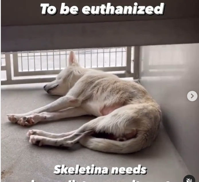 Maple 🐕 🎹 🎸 💙 tweet media