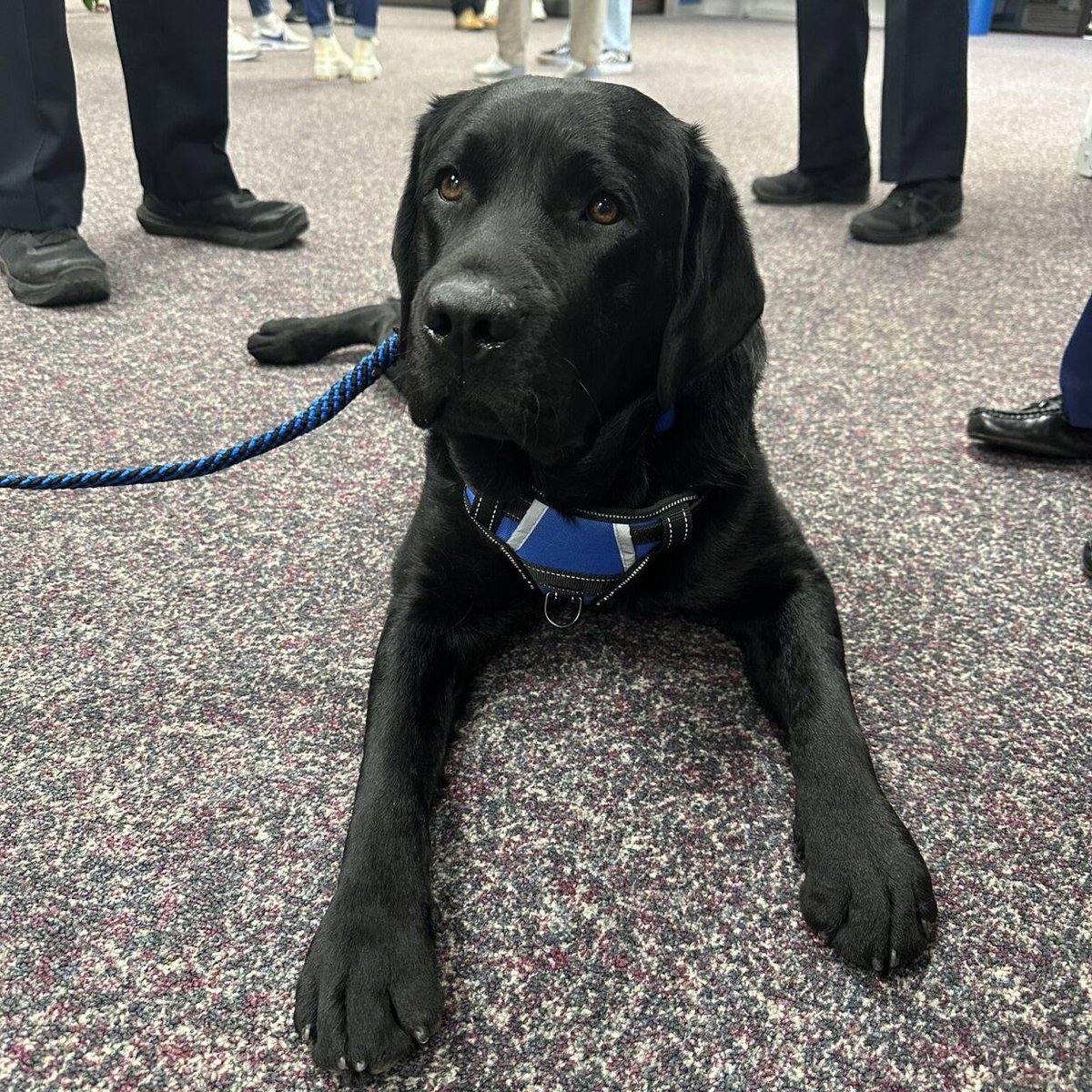 #DogNews: Therapy dog has impactful presence at Marietta school, #Georgia. 
READ MORE: bit.ly/3Efbbi1
.
#EnglishBlackLab #CuteDog #FurryFriend #impact  #SchoolPet #welltrained #MagicHour