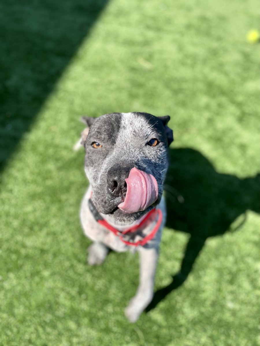 SSHSpets's tweet photo. Check out some of the newer faces here at Matteson! Sauk, Dunkin Donuts, Rio, and Versace would love to meet you today. Just a reminder, Clear The Shelters is going through the end of August, so any pet older than six months has their adoption fees waived! https://t.co/4h5rpBu2lY