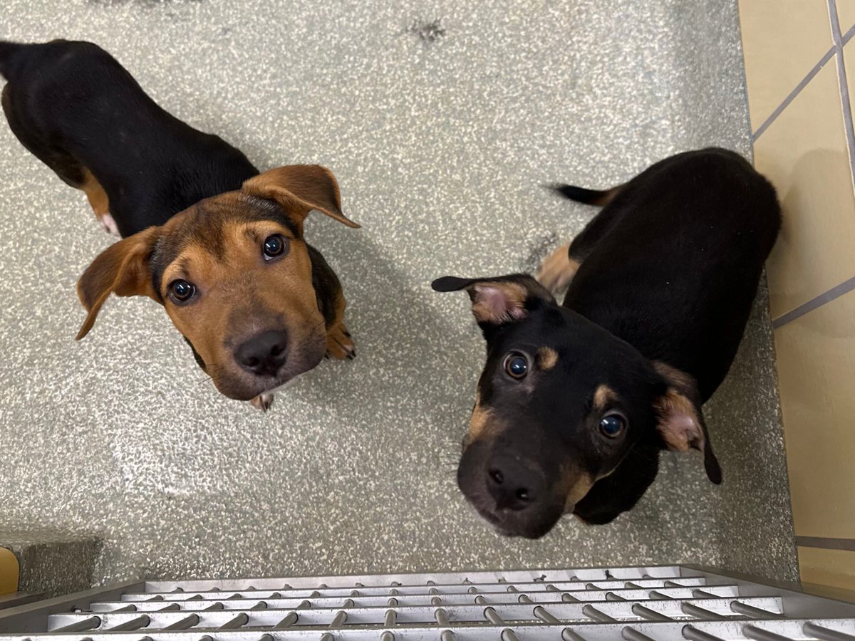 HoustonSPCA's tweet photo. We've got some adorable pups available for adoption right now!
Visit our Adoption Center today and take home your new best friend. ๐พ๐ถ
#AnimalLovers #DogLovers #DogsOfHouston #HoustonAnimalRescue #RescueDog #Houston #SPCA https://t.co/zakM1VXKU5