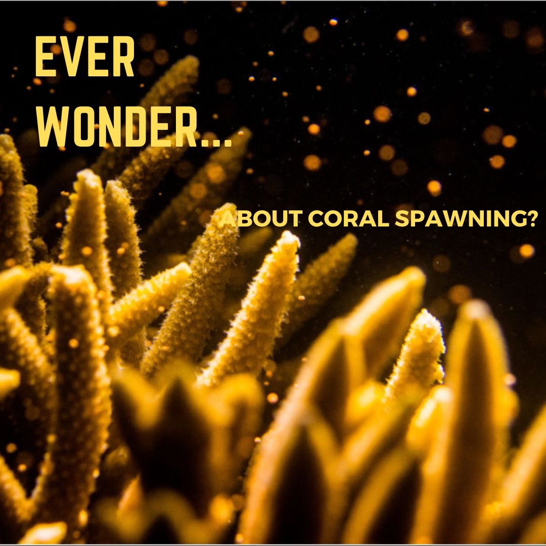 Blue Scholars Initiative tweet media