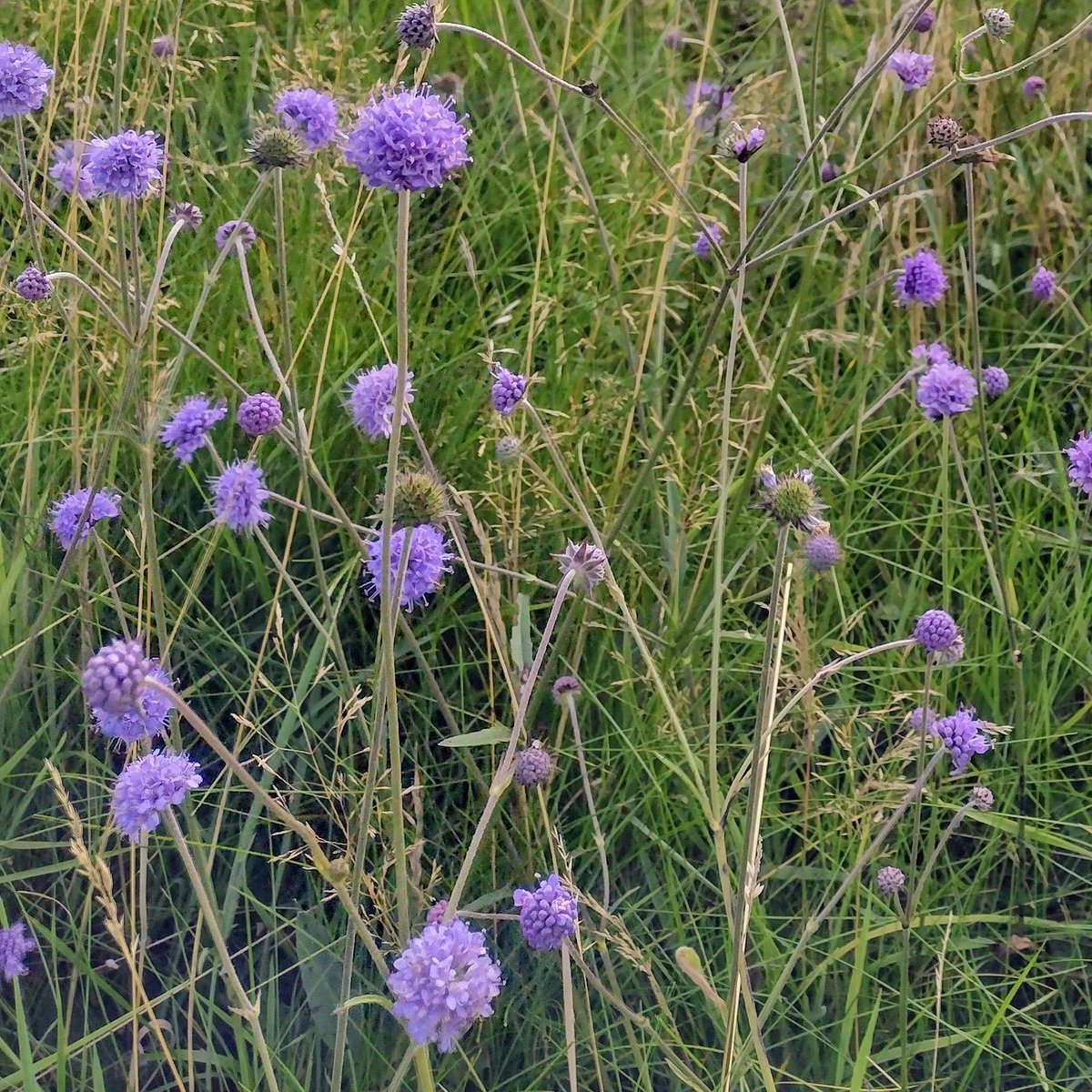 Aimhigh09's tweet photo. Some lovely late summer meadow wildflowers on show between #Eyam & #Foolow the other day. Some Scabious (Devil's Bit?) And some Great Burnett too. Copious quantities of both, side by side. #wildflowers #ukwildflowers #PeakDistrict #Derbyshire #countryside #hikinnature https://t.co/KCWyuUIY2M